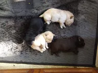 Buttercup, a female Labrador Retriever for sale in Eldred, IL – Photo 9 of 9