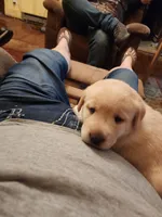 Buttercup, a female Labrador Retriever for sale in Eldred, IL – Photo 4 of 9