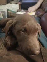 Belles, a female Labrador Retriever for sale in Eldred, IL – Photo 1 of 2