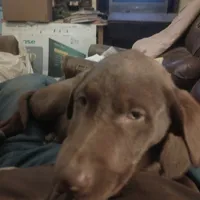 Belles, a female Labrador Retriever for sale in Eldred, IL – Photo 2 of 2