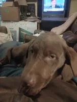 Belles, a female Labrador Retriever for sale in Eldred, IL – Photo 2 of 2