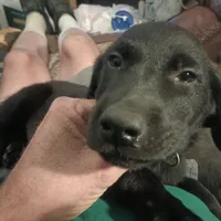 Buddy, a male Labrador Retriever for sale in Eldred, IL – Photo 1 of 2