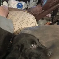 Buddy, a male Labrador Retriever for sale in Eldred, IL – Photo 2 of 2