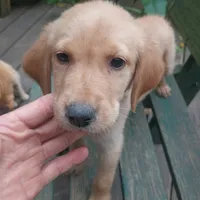 Shep, a male Labrador Retriever for sale in Eldred, IL – Photo 2 of 2