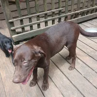 John, a male Labrador Retriever for sale in Eldred, IL – Photo 3 of 3