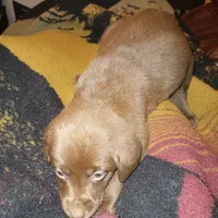 John, a male Labrador Retriever for sale in Eldred, IL – Photo 2 of 3