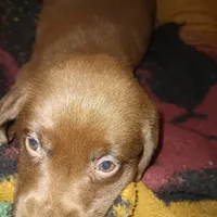 John, a male Labrador Retriever for sale in Eldred, IL – Photo 1 of 3