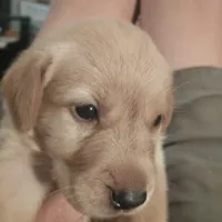 Shep, a male Labrador Retriever for sale in Eldred, IL – Photo 2 of 2