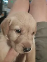 Shep, a male Labrador Retriever for sale in Eldred, IL – Photo 2 of 2