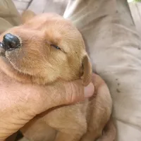 Shep, a male Labrador Retriever for sale in Eldred, IL – Photo 1 of 2