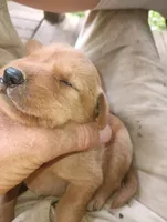 Shep, a male Labrador Retriever for sale in Eldred, IL – Photo 1 of 2