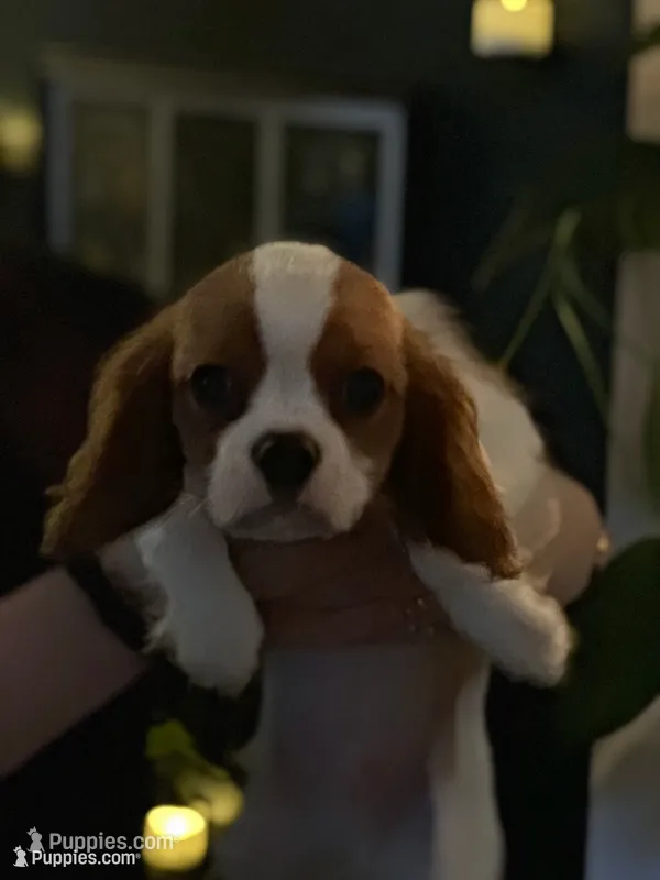 Mudd Jr  – Cavalier King Charles Spaniel puppy for sale in Charlottesville, VA
