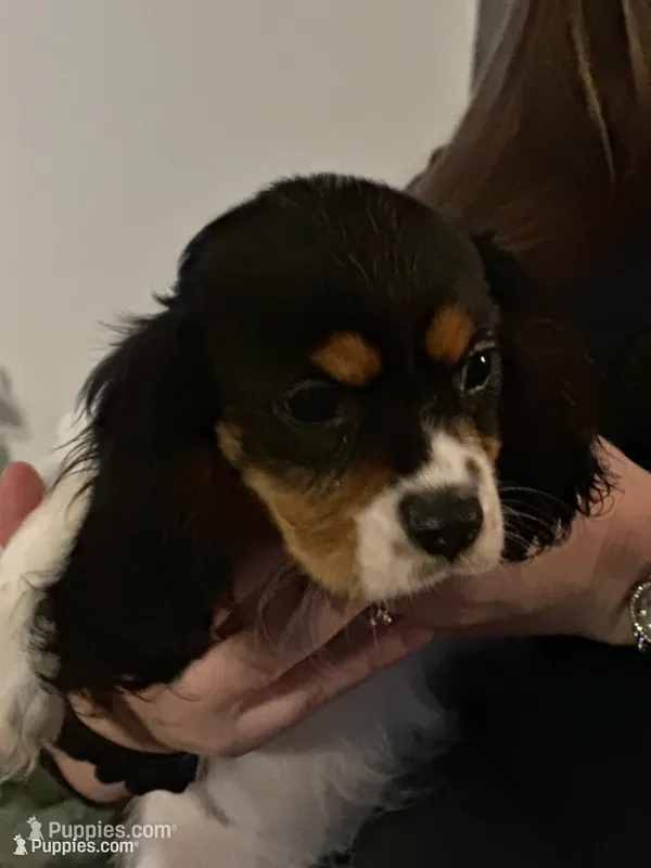 Mack – Cavalier King Charles Spaniel puppy for sale in Charlottesville, VA