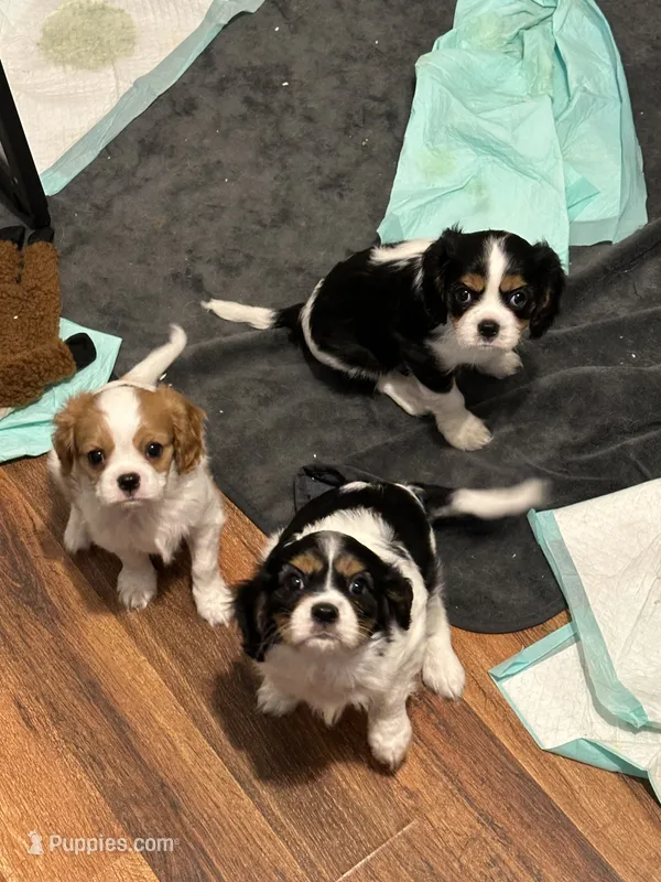 Mack – Cavalier King Charles Spaniel puppy for sale in Charlottesville, VA