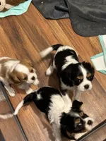 Mudd Jr , a male Cavalier King Charles Spaniel for sale in Charlottesville, VA – 2 of 2