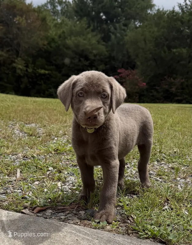Yellow Collar – Labrador Retriever puppy for sale in High Point, NC