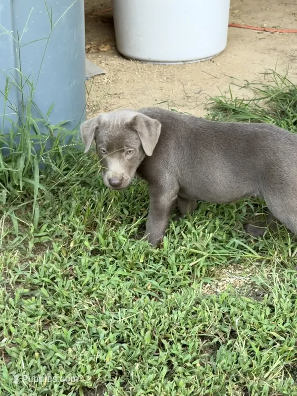 Teal Collar – Labrador Retriever puppy for sale in High Point, NC