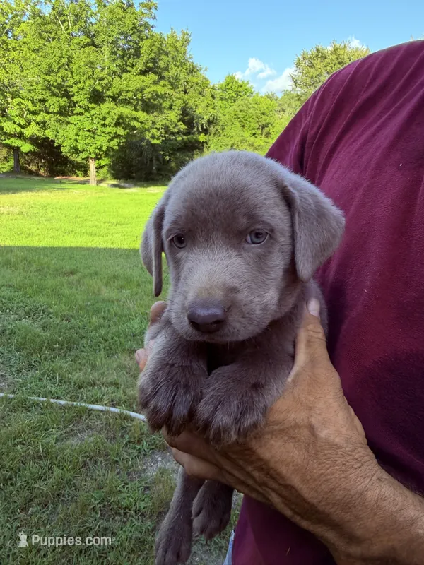 Red Collar – Labrador Retriever puppy for sale in High Point, NC
