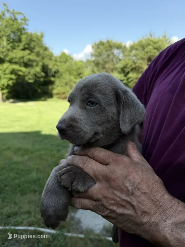 Blue Collar – Labrador Retriever puppy for sale in High Point, NC