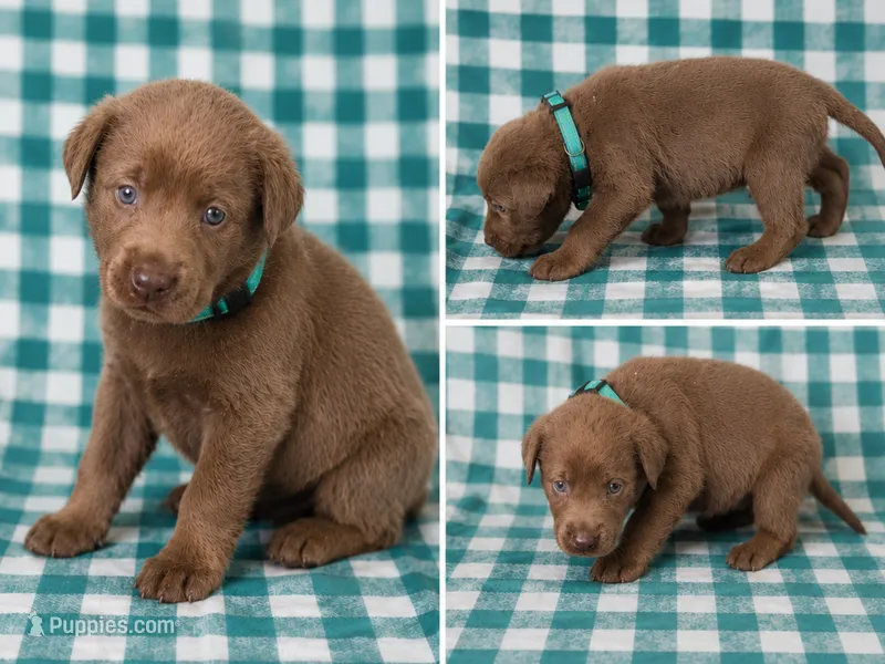 Teal Collar – Labrador Retriever puppy for sale in High Point, NC