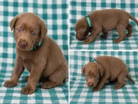 Teal Collar, a female Labrador Retriever for sale in High Point, NC – 1 of 2