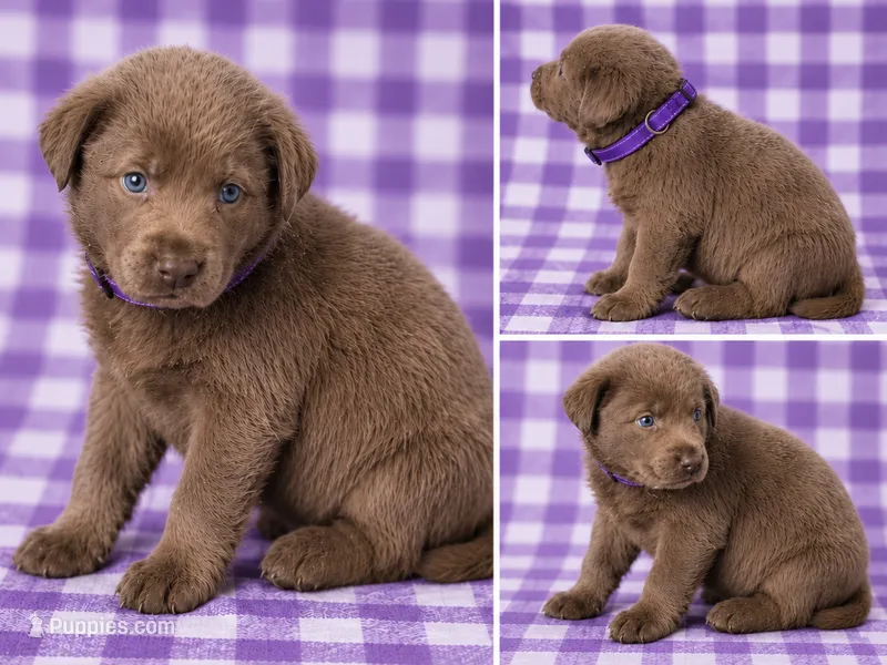 Purple Collar – Labrador Retriever puppy for sale in High Point, NC