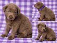 Purple Collar, a female Labrador Retriever for sale in High Point, NC – 1 of 2