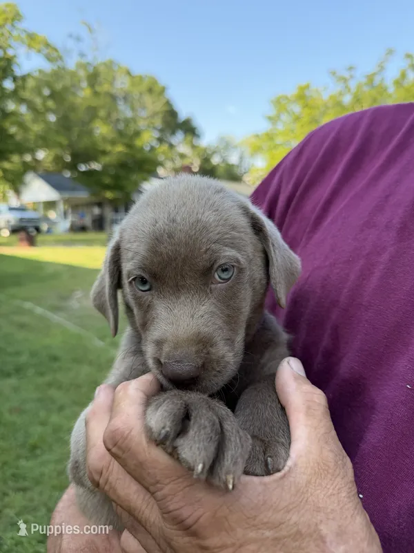 Purple Collar – Labrador Retriever puppy for sale in High Point, NC