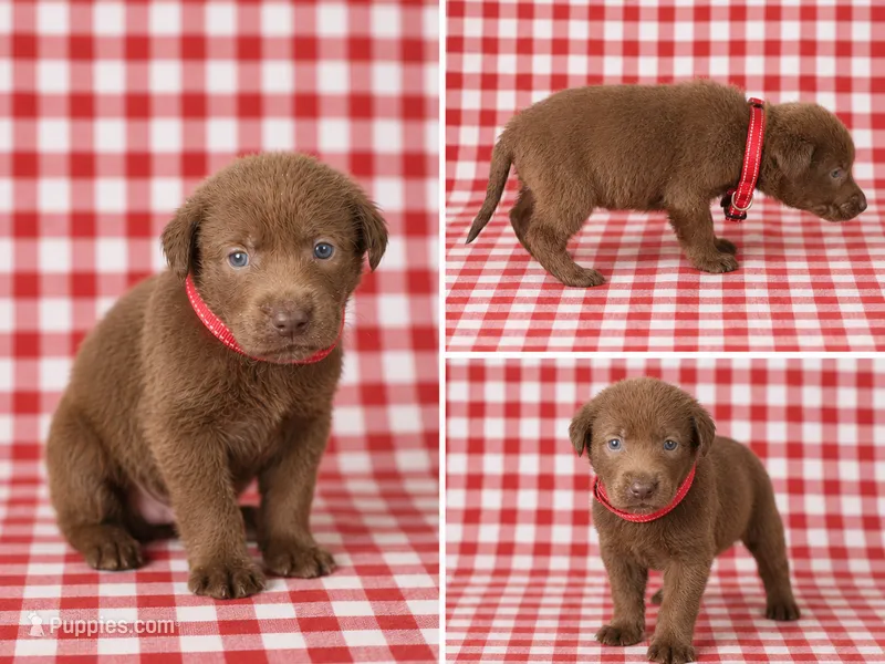 Red Collar – Labrador Retriever puppy for sale in High Point, NC