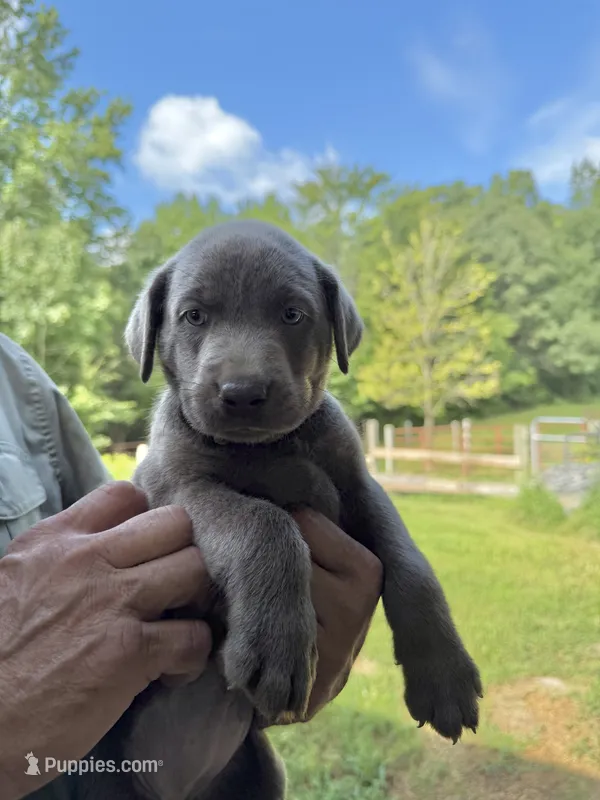 Teal Collar – Labrador Retriever puppy for sale in High Point, NC