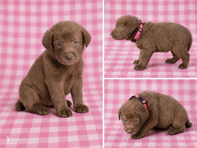 Pink Collar – Labrador Retriever puppy for sale in High Point, NC