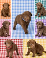 Pink Collar, a female Labrador Retriever for sale in High Point, NC – 2 of 2
