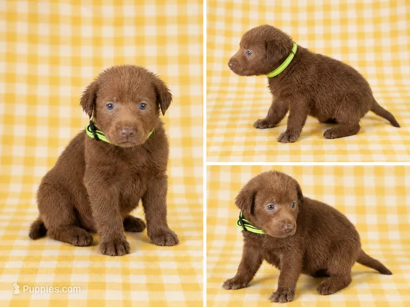 Yellow Collar – Labrador Retriever puppy for sale in High Point, NC