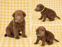 Yellow Collar, a female Labrador Retriever for sale in High Point, NC – 1 of 2