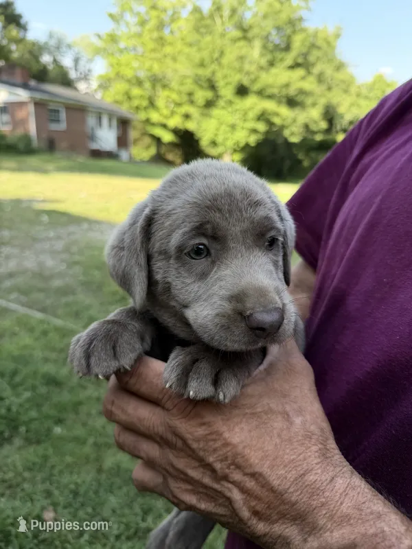 Yellow Collar – Labrador Retriever puppy for sale in High Point, NC