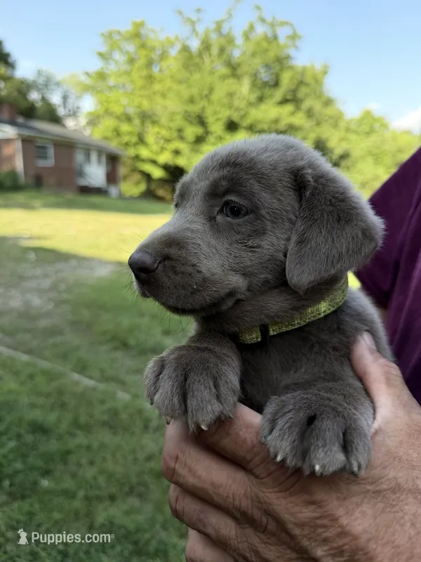 Yellow Collar – Labrador Retriever puppy for sale in High Point, NC