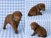 Blue Collar, a male Labrador Retriever for sale in High Point, NC – 1 of 2