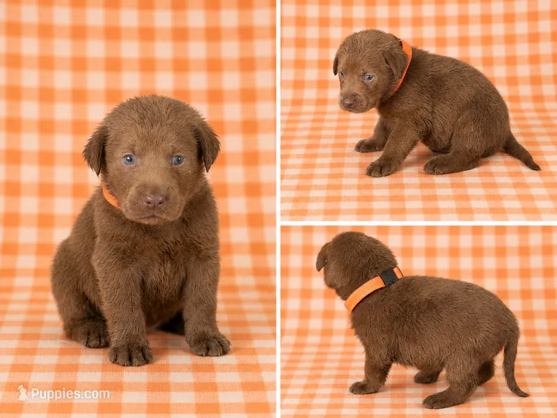 Orange Collar – Labrador Retriever puppy for sale in High Point, NC
