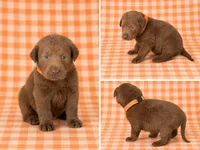 Orange Collar, a male Labrador Retriever for sale in High Point, NC – 1 of 2