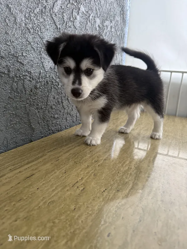 Husk – Pomsky puppy for sale in Los Angeles, CA