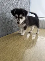 Husk, a male Pomsky for sale in Los Angeles, CA – 1 of 7
