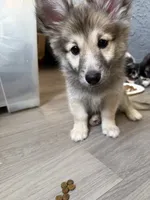Bear , a female Pomsky for sale in Los Angeles, CA – 5 of 6
