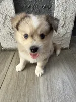 Blue, a female Pomsky for sale in Los Angeles, CA – 3 of 5