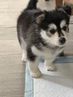Husk, a male Pomsky for sale in Los Angeles, CA – 2 of 7