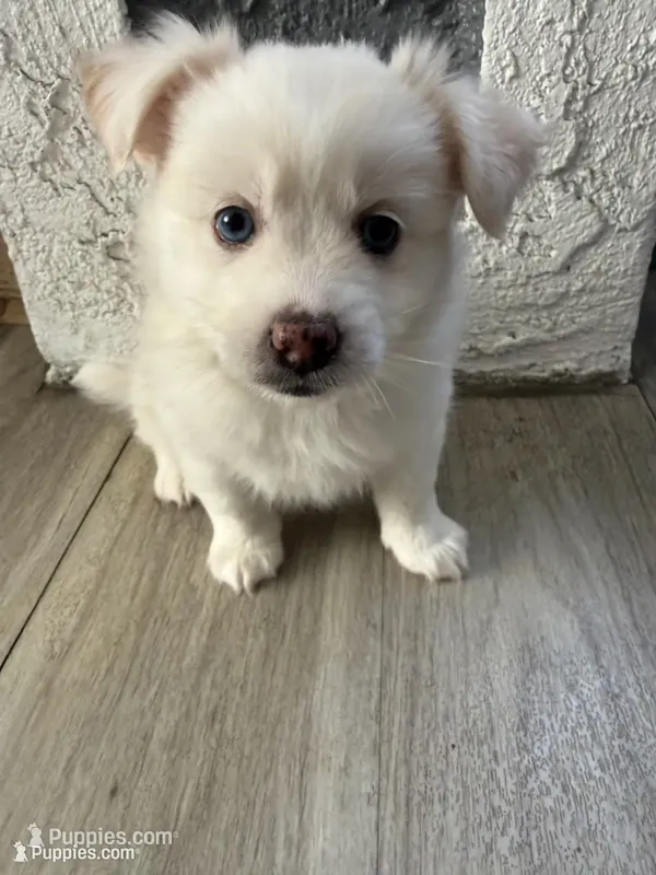 Whitey – Pomsky puppy for sale in Los Angeles, CA