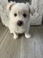 Whitey, a female Pomsky for sale in Los Angeles, CA – 3 of 4