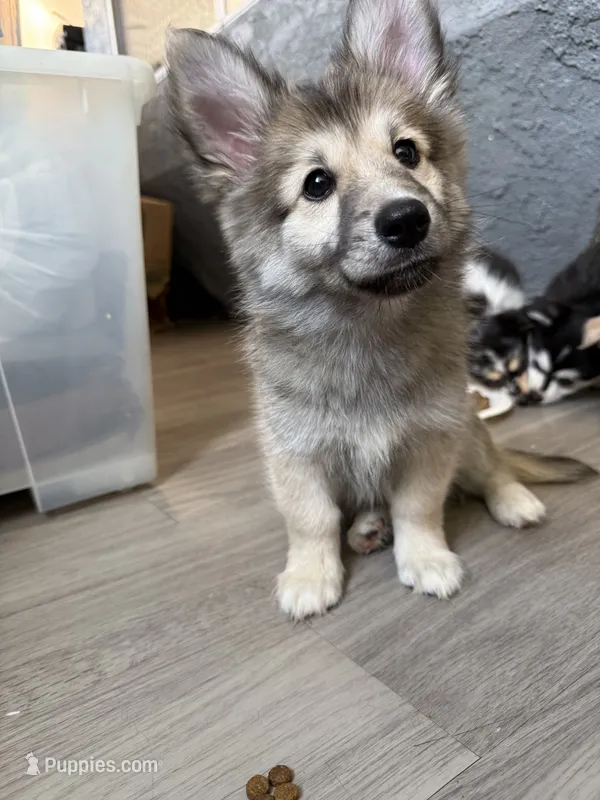 Bear  – Pomsky puppy for sale in Los Angeles, CA
