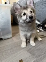 Bear , a female Pomsky for sale in Los Angeles, CA – 1 of 6