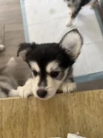 Husk, a male Pomsky for sale in Los Angeles, CA – 6 of 7