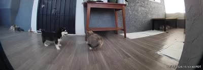 Bear , a female Pomsky for sale in Los Angeles, CA – 6 of 6